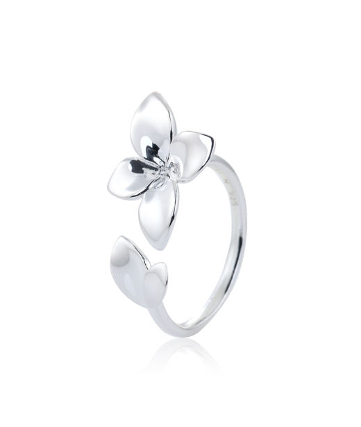Silverring Lily