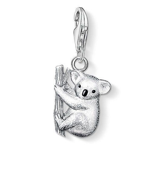 Silverberlock Koala bear.