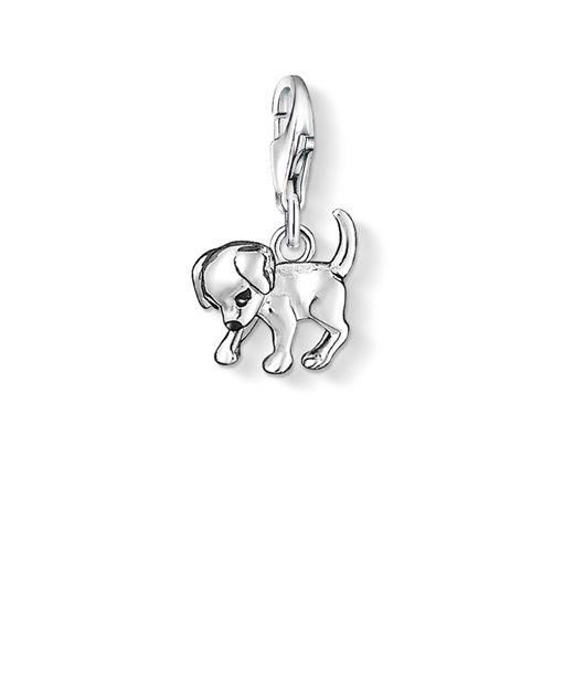Silverberlock Dog