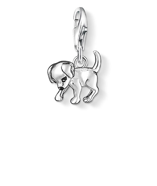 Silverberlock Dog